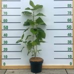 Hortenzia stromčekovitá (Hydrangea arborescens) ´ANABELLE´- výška 40-60 cm, kont. C3L 